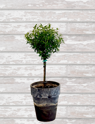 Myrtle Single Ball SHORT Topiary 14-15" - BELLAVINTAGEHOME