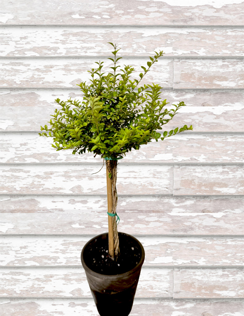 Honeysuckle Boxwood Topiary - BELLAVINTAGEHOME