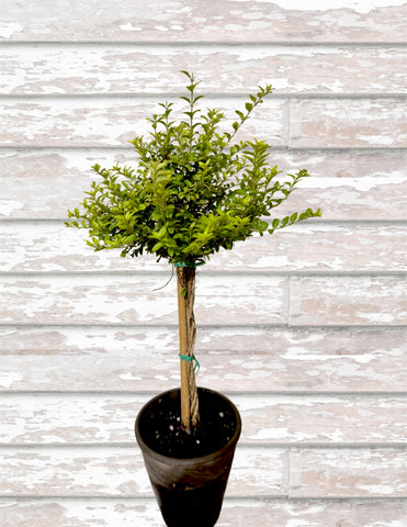 Honeysuckle Boxwood Topiary - BELLAVINTAGEHOME