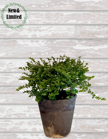 Honeysuckle Boxwood Plant - BELLAVINTAGEHOME