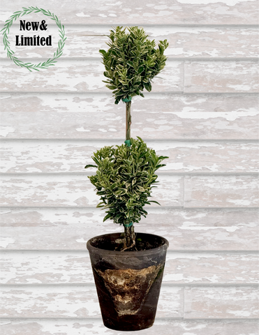 Euonymus Double Variegated Tiny Topiary 12-14" - BELLAVINTAGEHOME