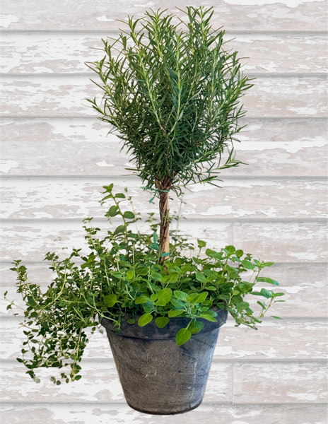 Herb Combo Pot - BELLAVINTAGEHOME