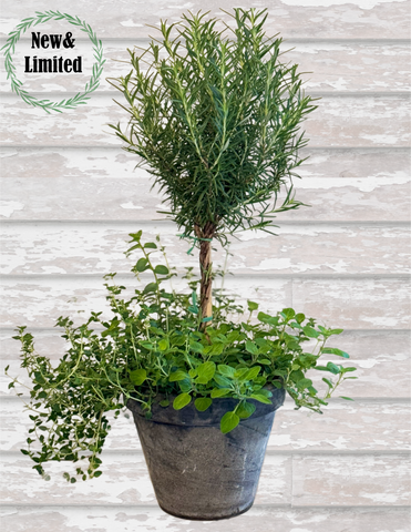 Herb Combo Pot - BELLAVINTAGEHOME
