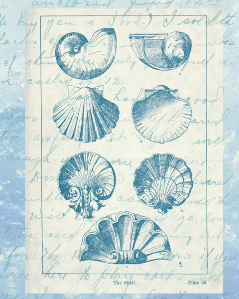 Blue Shells Print,  Pillow, Note Cards, Tea Towel, Digital Download - BELLAVINTAGEHOME