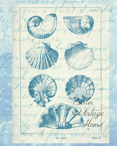 Blue Shells Print,  Pillow, Note Cards, Tea Towel, Digital Download - BELLAVINTAGEHOME