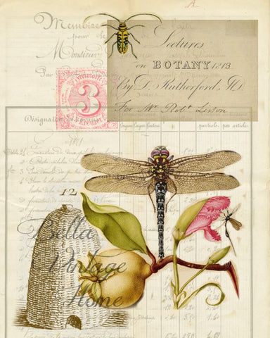 Botanical Botany  Print, Pillow, Note Cards, Tea Towel, Digital Download - BELLAVINTAGEHOME