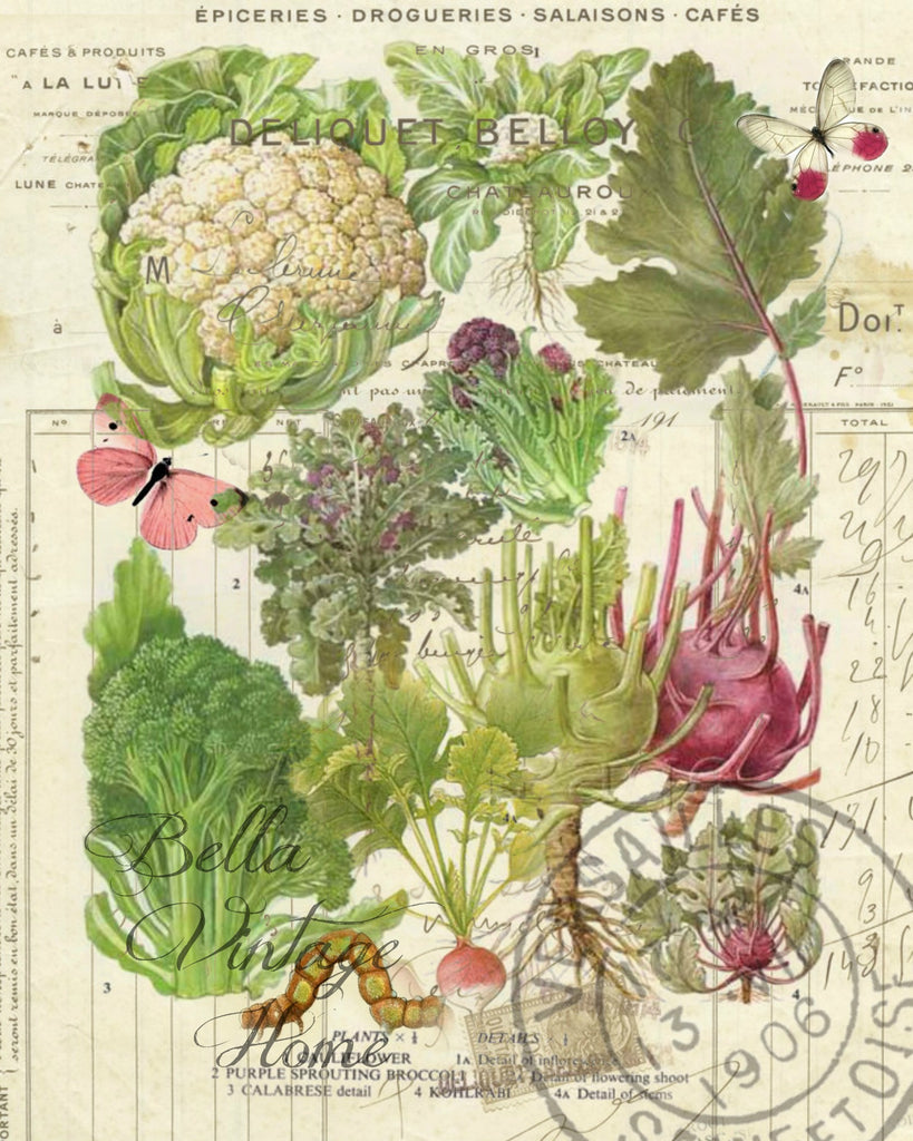 Botanical Cauliflower Print,  Pillow, Note Cards, Tea Towel, Digital Download - BELLAVINTAGEHOME