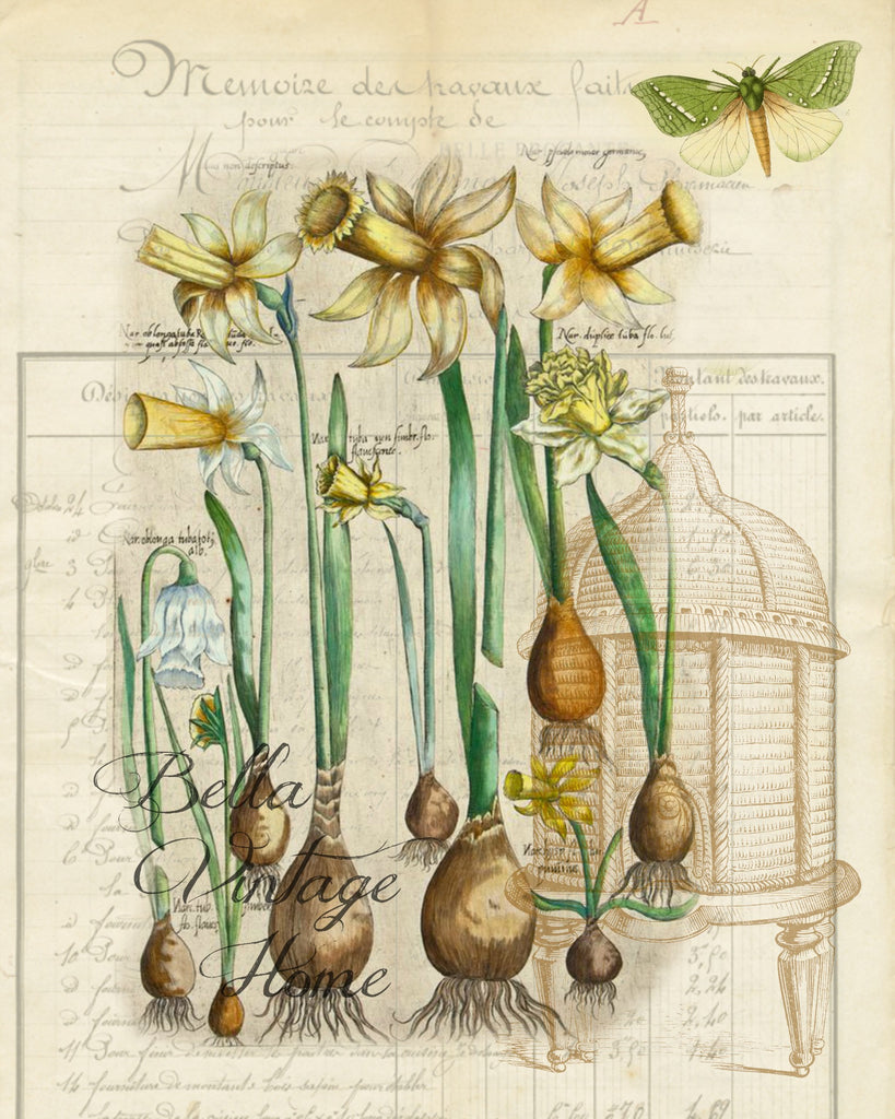 Botanical Daffodil Bulbs Print, Pillow, Note Cards, Tea Towel, Download Digital - BELLAVINTAGEHOME