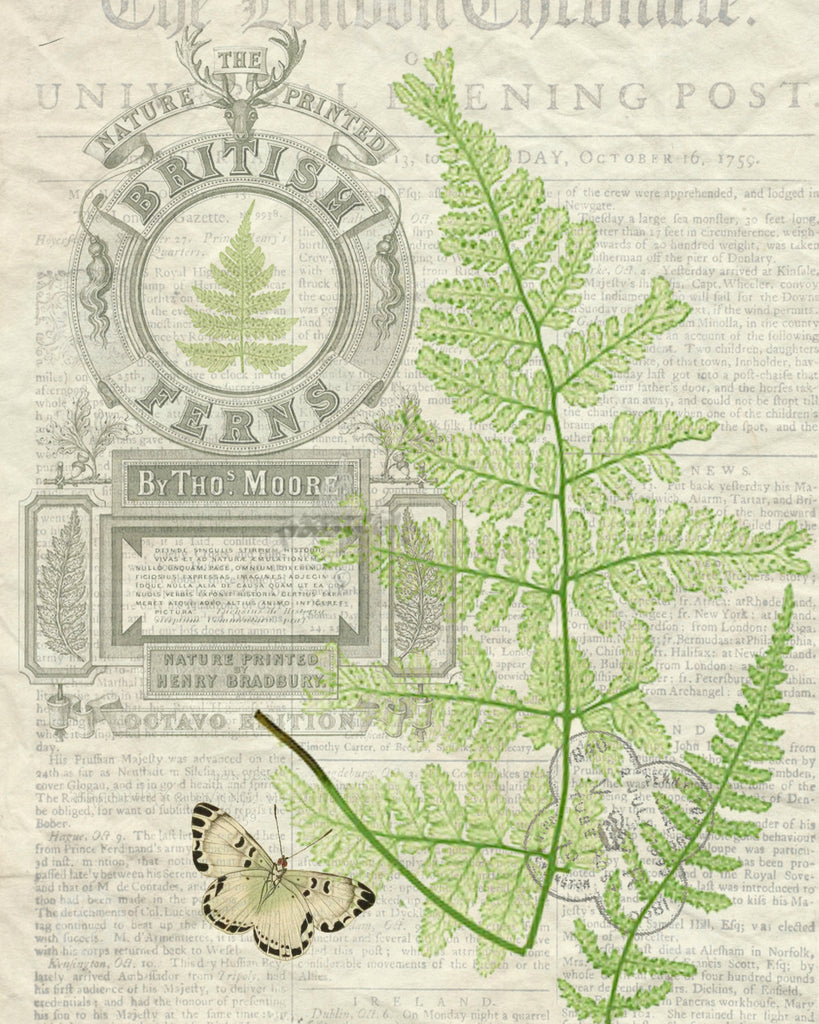 British Fern Print, Pillow, Note Cards, Tea Towel, Digital Download - BELLAVINTAGEHOME