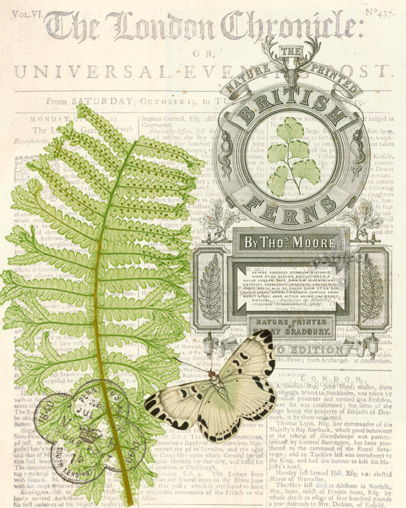 British Fern II Print, Pillow, Note Cards, Tea Towel, Digital Download - BELLAVINTAGEHOME