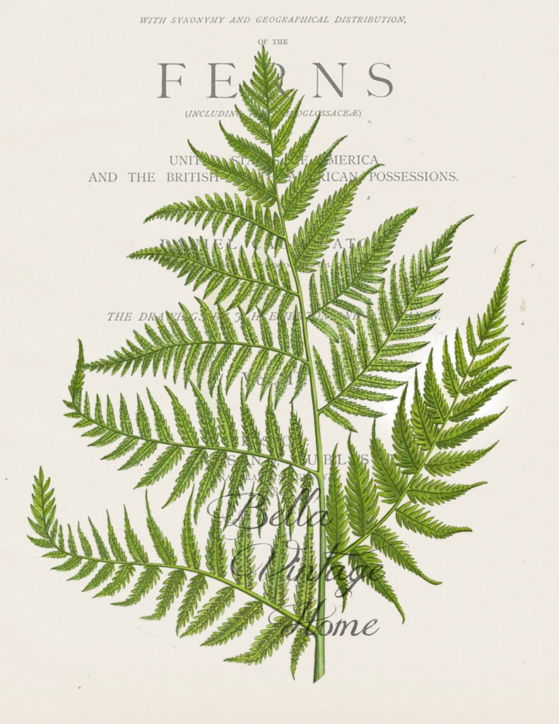 Floral Tea Towel Botanical Fern I - BELLAVINTAGEHOME