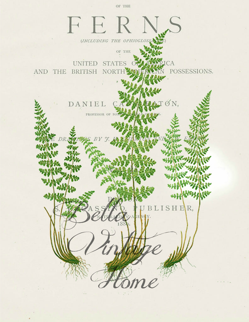Botanical Fern III Print, Pillow, Note Cards, Tea Towel, Digital Download - BELLAVINTAGEHOME