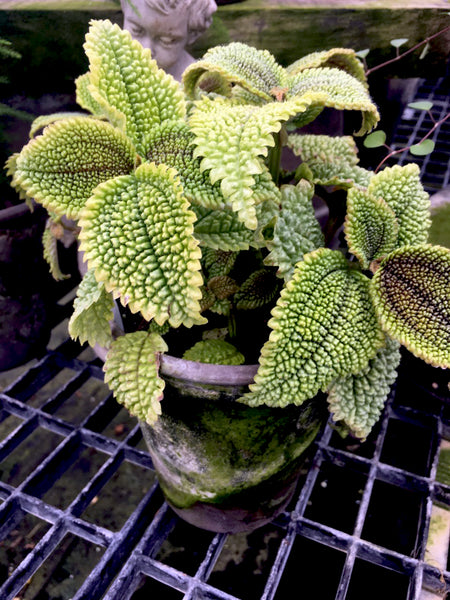 Moon Valley Pilea - BELLAVINTAGEHOME