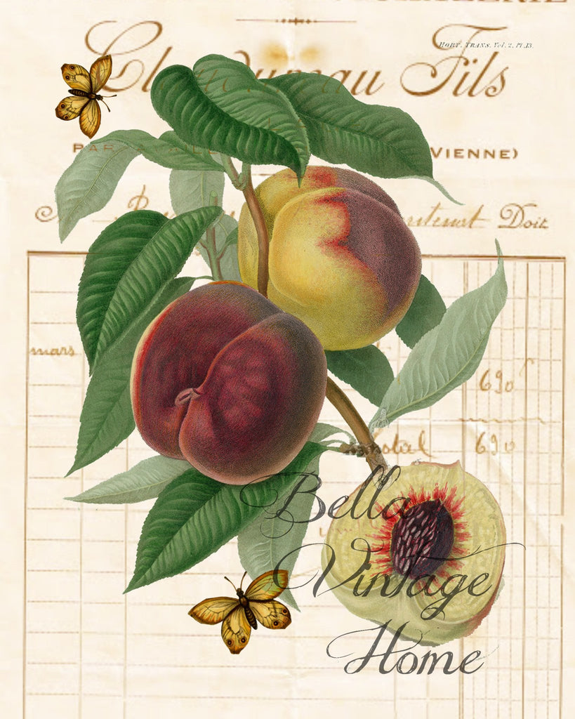 Botanical Peach Print, Pillow, Note Cards, Tea Towel, Digital Download - BELLAVINTAGEHOME