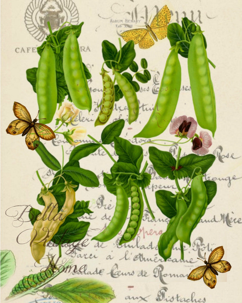 Botanical Peas Print, Pillow, Note Cards, Tea Towel, Digital Download - BELLAVINTAGEHOME