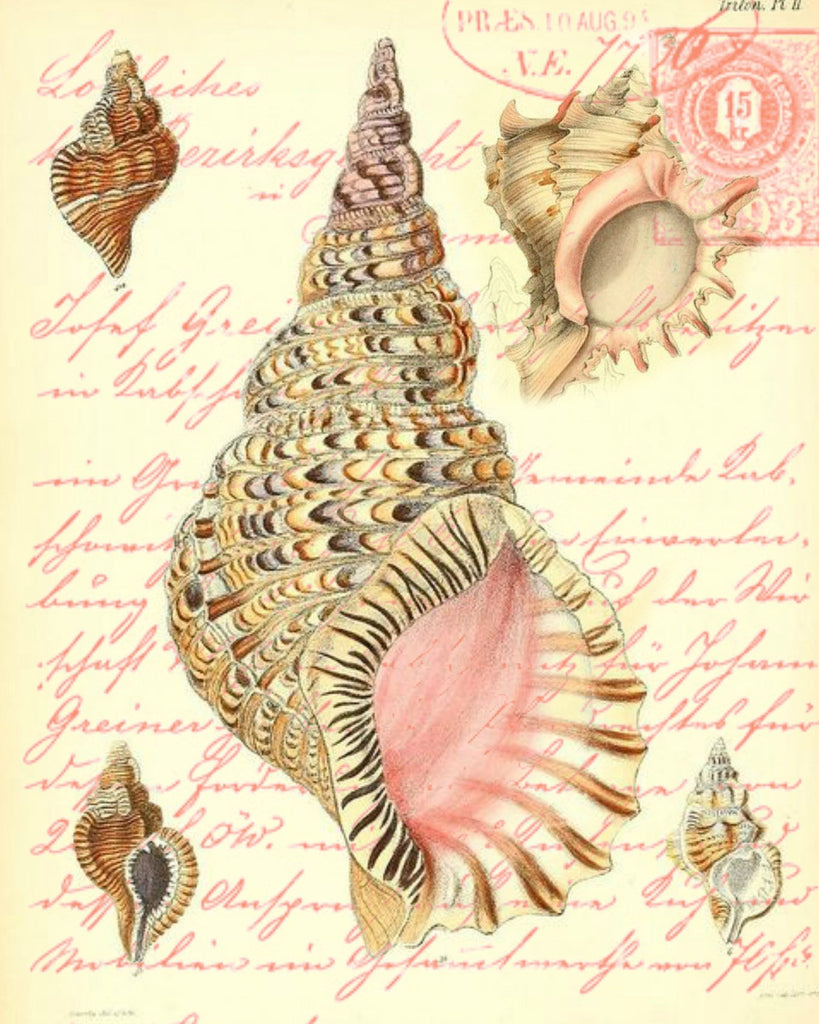 Pink Conch  Shell Print,  Pillow, Note Cards, Tea Towel, Digital Download - BELLAVINTAGEHOME