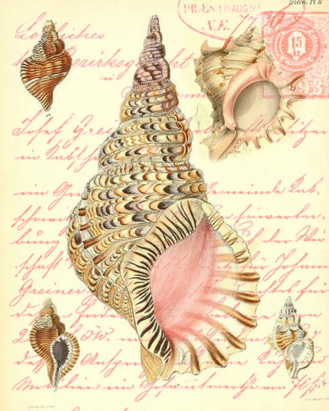 Pink Conch  Shell Print,  Pillow, Note Cards, Tea Towel, Digital Download - BELLAVINTAGEHOME