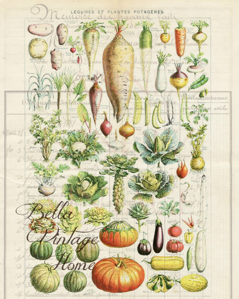 Botanical Potagere 2 Print,  Pillow, Note Cards, Tea Towel, Digital Download - BELLAVINTAGEHOME