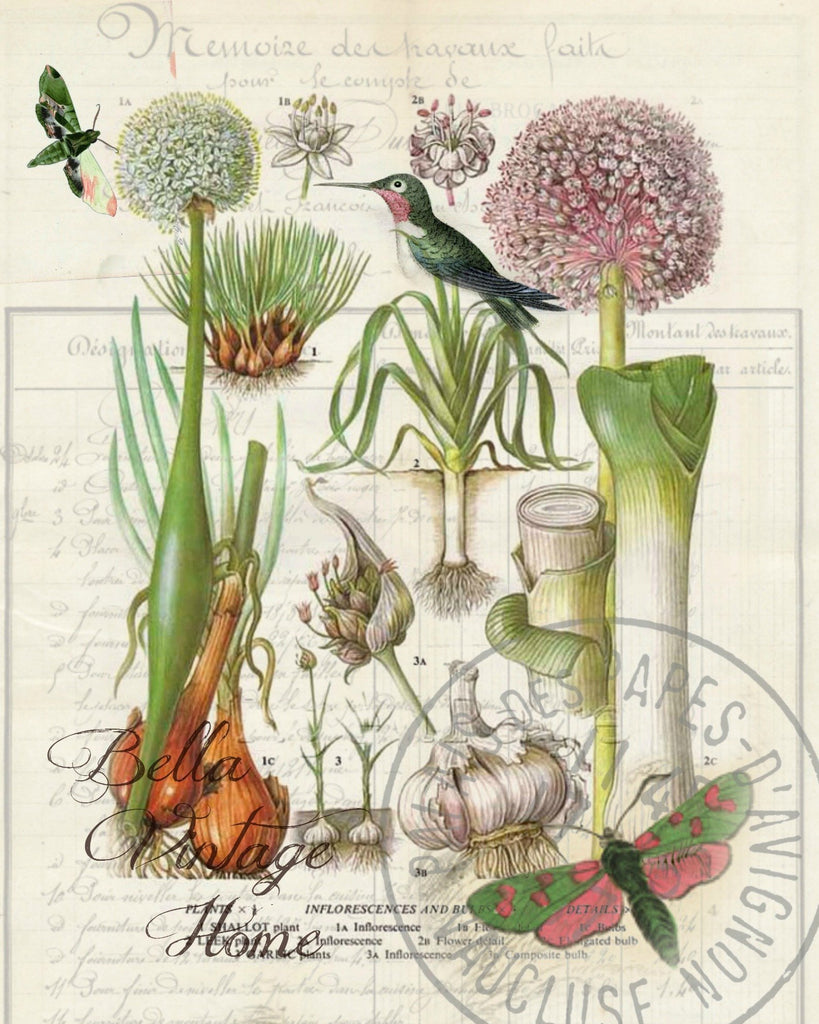 Botanical Shallots Print, Pillow, Note Cards, Tea Towel, Digital Download - BELLAVINTAGEHOME