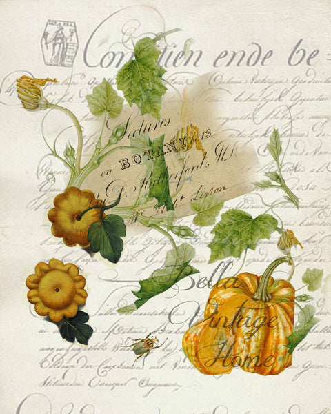 Harvest  Squash Botanical Print,  Pillow, Note Cards, Tea Towel, Digital Download - BELLAVINTAGEHOME