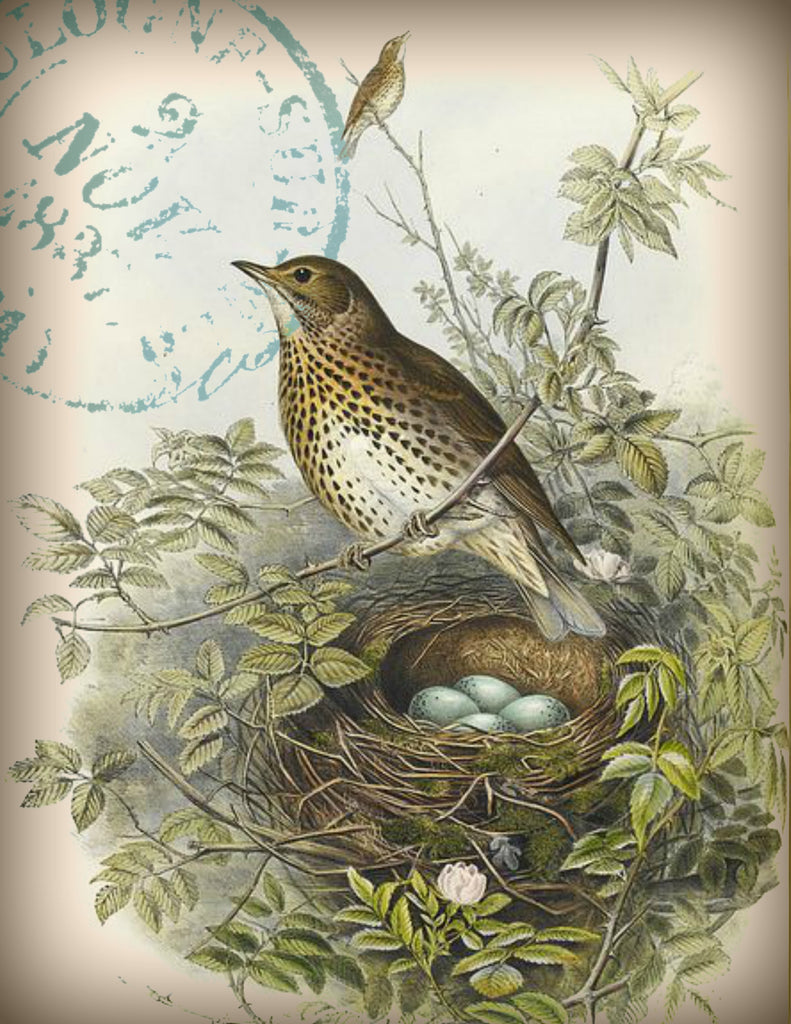 Bird Tea Towel Wren with Nest - BELLAVINTAGEHOME
