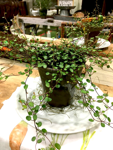 Angel Vine Plant BELLAVINTAGEHOME