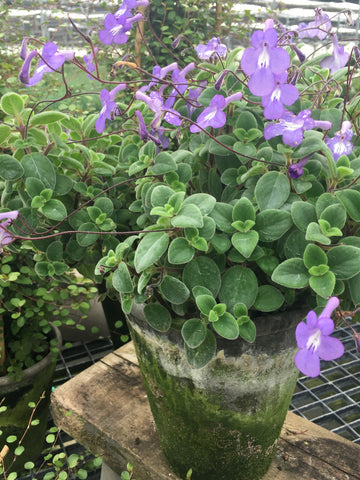 Streptocarpella Plant - BELLAVINTAGEHOME