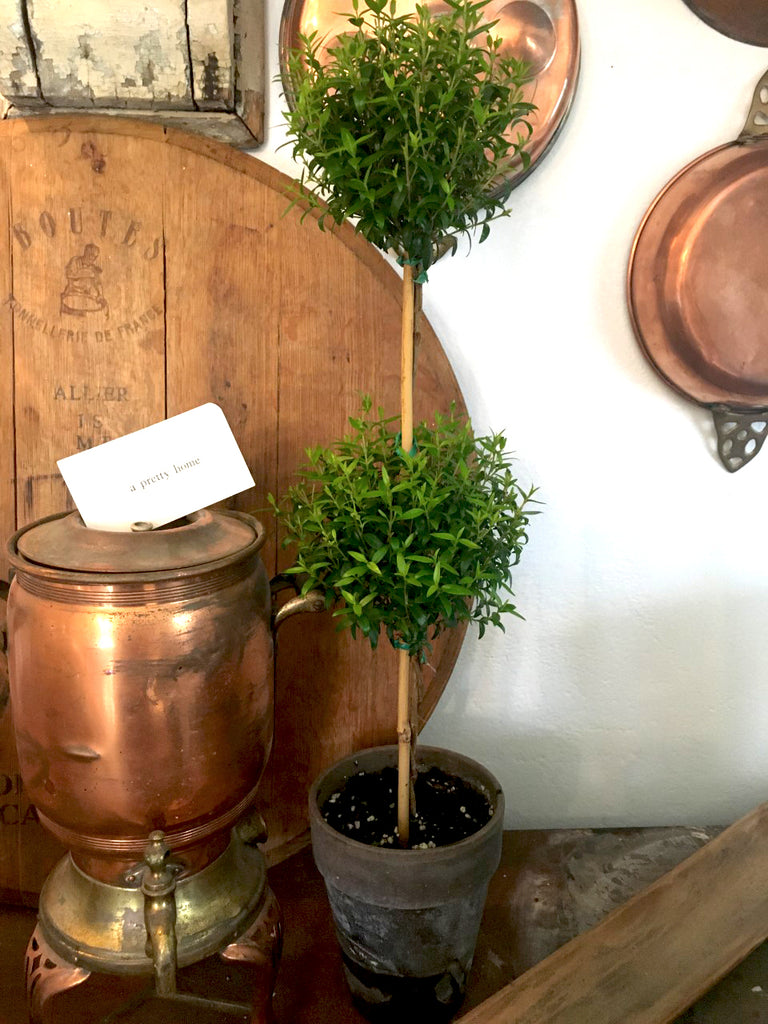 Double Myrtle Topiary 20" - BELLAVINTAGEHOME