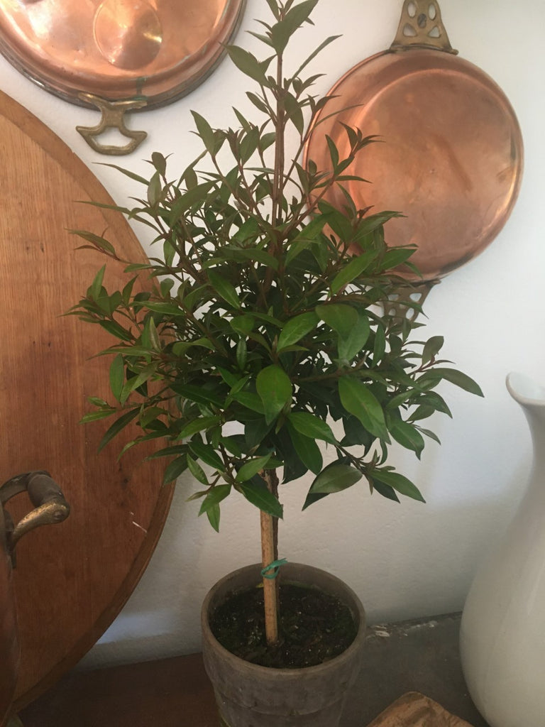 Eugenia Topiary 18" - BELLAVINTAGEHOME