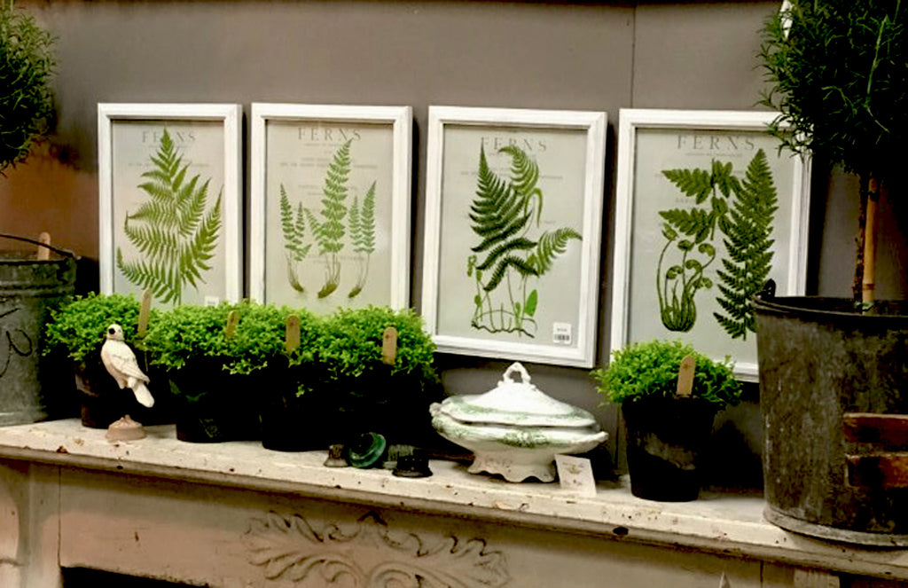 Set of 4 Botanical Fern Prints - BELLAVINTAGEHOME