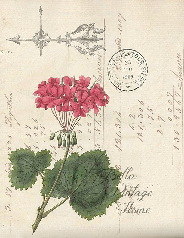 Botanical Geranium Print, Pillow, Note Cards, Tea Towel, Digital Download - BELLAVINTAGEHOME