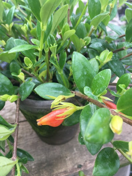 Goldfish Plant Plant - BELLAVINTAGEHOME