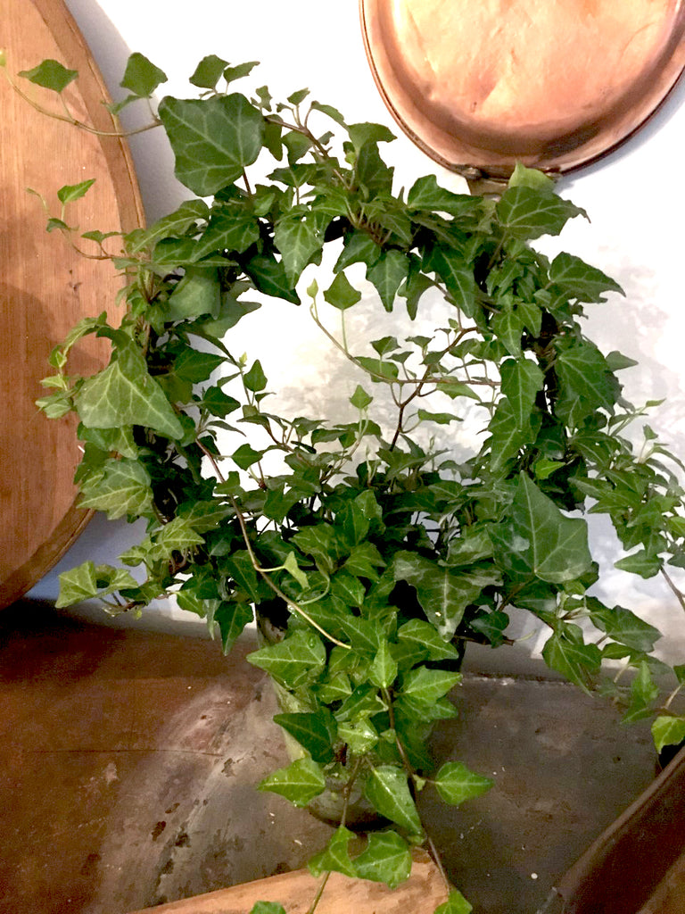 Green Ivy Ring 10" - BELLAVINTAGEHOME