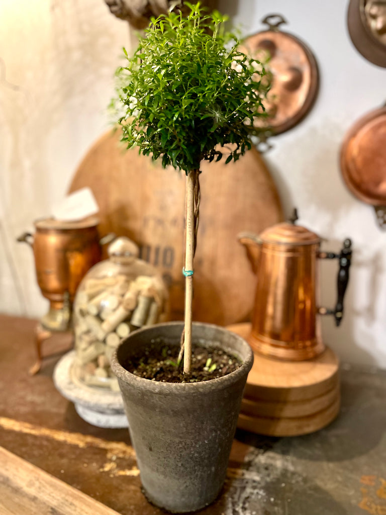Myrtle Topiary X Large 18-20" - BELLAVINTAGEHOME