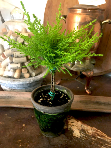 indoor cypress plant Lemon Cypress Topiary– BELLAVINTAGEHOME