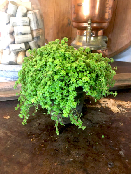 Lime Green Pilea Plant - BELLAVINTAGEHOME