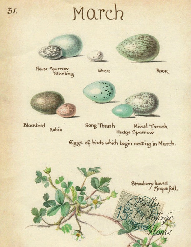 Botanical March Egg Egg Print, Pillow, Note Cards, Tea Towel, Digital Download - BELLAVINTAGEHOME