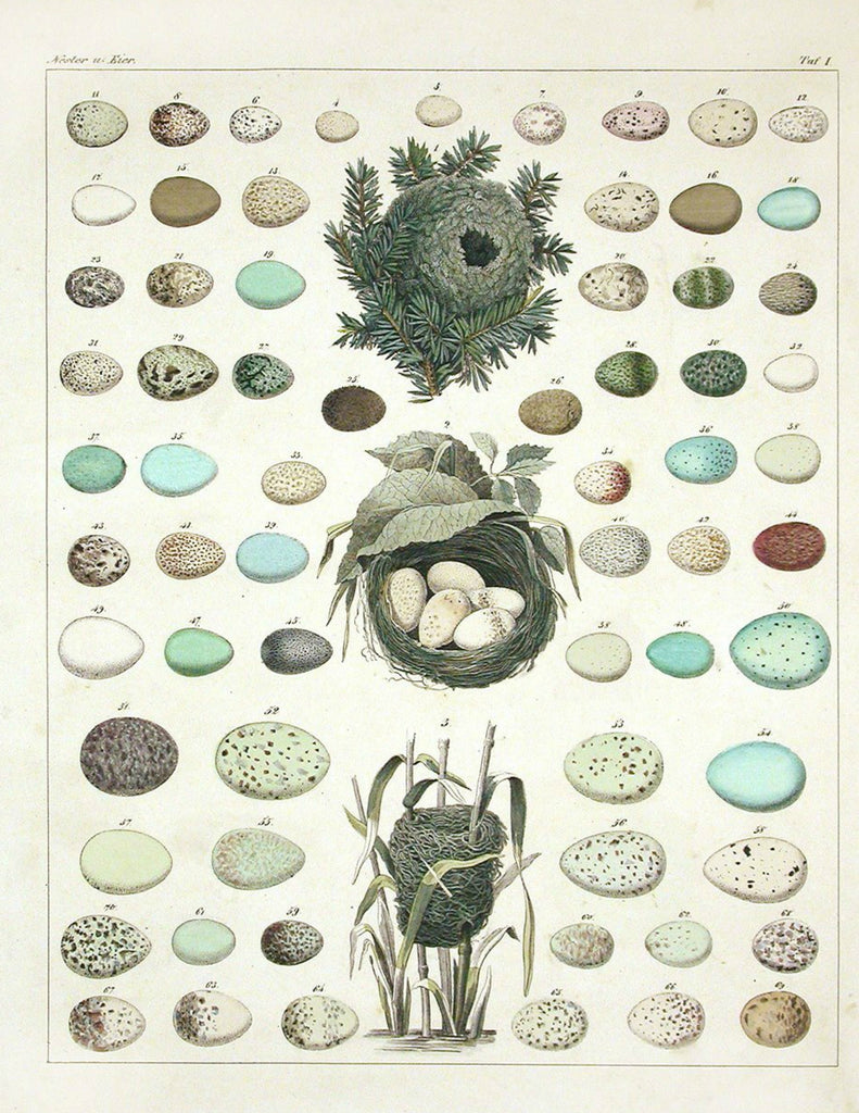 Botanical Egg & Nest Print, Pillow, Note Cards, Tea Towel, Digital Download - BELLAVINTAGEHOME