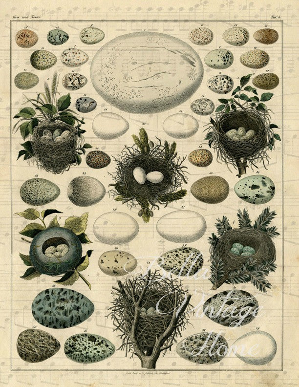 Botanical Egg & Nest Print, Pillow,Note Cards, Tea Towel, Digital Download - BELLAVINTAGEHOME