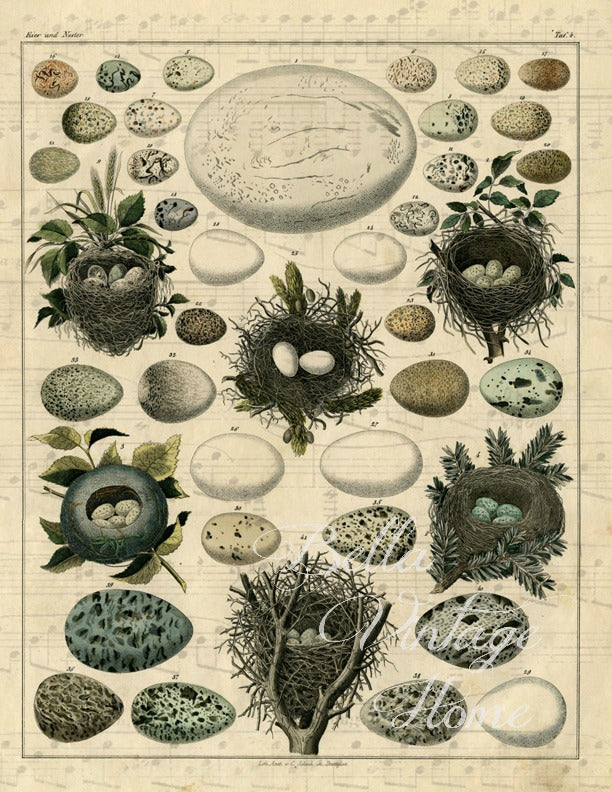 Tea Towel Brown Nests and Eggs - BELLAVINTAGEHOME