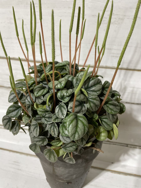 Peperomia Plant - BELLAVINTAGEHOME