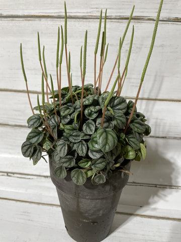 Peperomia Plant - BELLAVINTAGEHOME