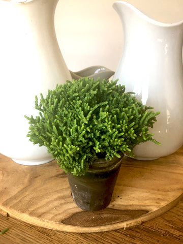 Princess Pine Plant - BELLAVINTAGEHOME