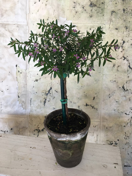 Mexican Heather Purple Topiary 12