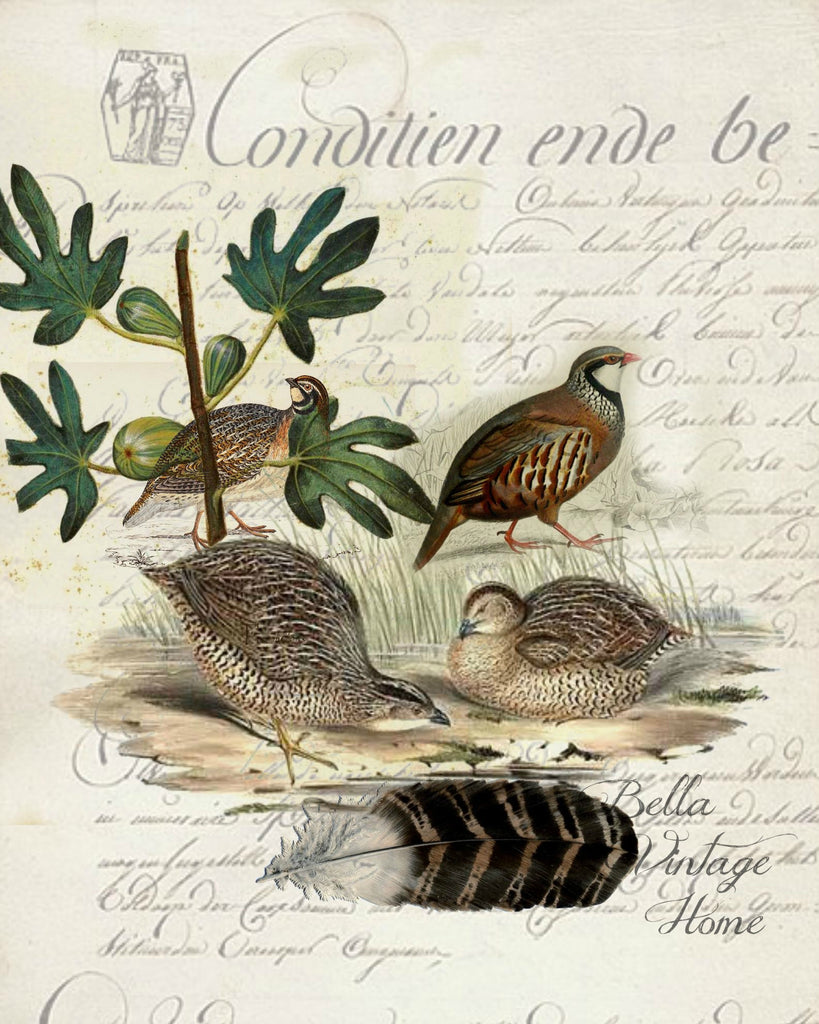 Harvest Quail Botanical Print, Pillow, Note Cards, Tea Towel, Digital Download - BELLAVINTAGEHOME
