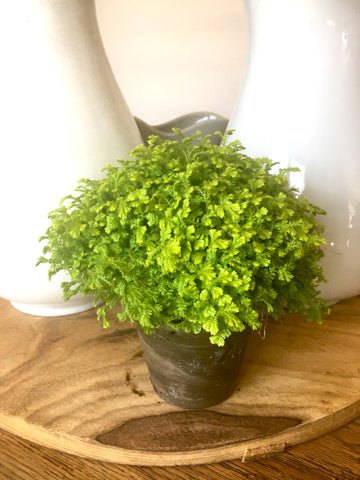 Seliganella Moss Plant - BELLAVINTAGEHOME