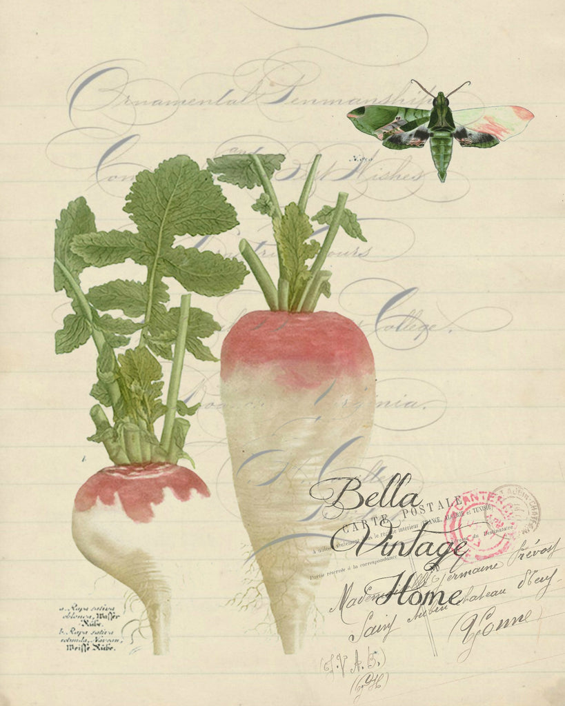 Botanical Turnip I Print, Pillow, Note Cards, Tea Towel, Digital Download - BELLAVINTAGEHOME
