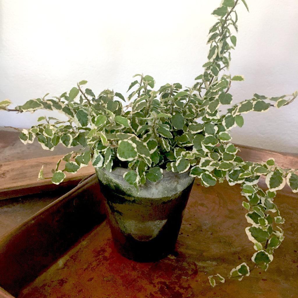 Variegated Creeping Fig - BELLAVINTAGEHOME