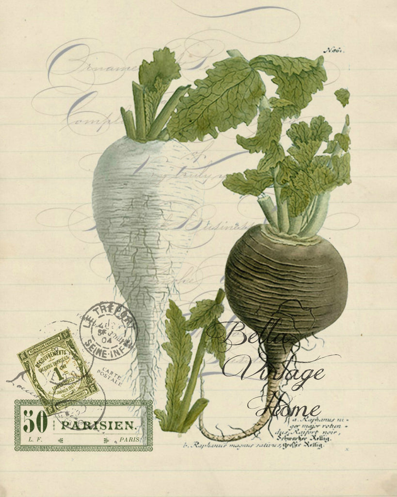 Botanical Turnip II Print, Pillow, Note Cards, Tea Towel, Digital Download - BELLAVINTAGEHOME