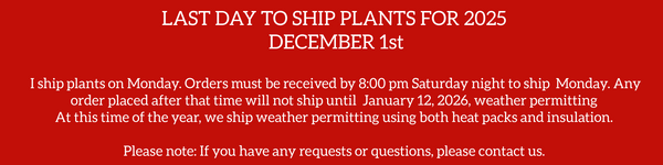 Euonymus Double Variegated Tiny Topiary 12-14"